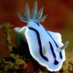 Illustration for article titled Striking Photographs Of Sea Slugs Expose The Alien World Under the Sea